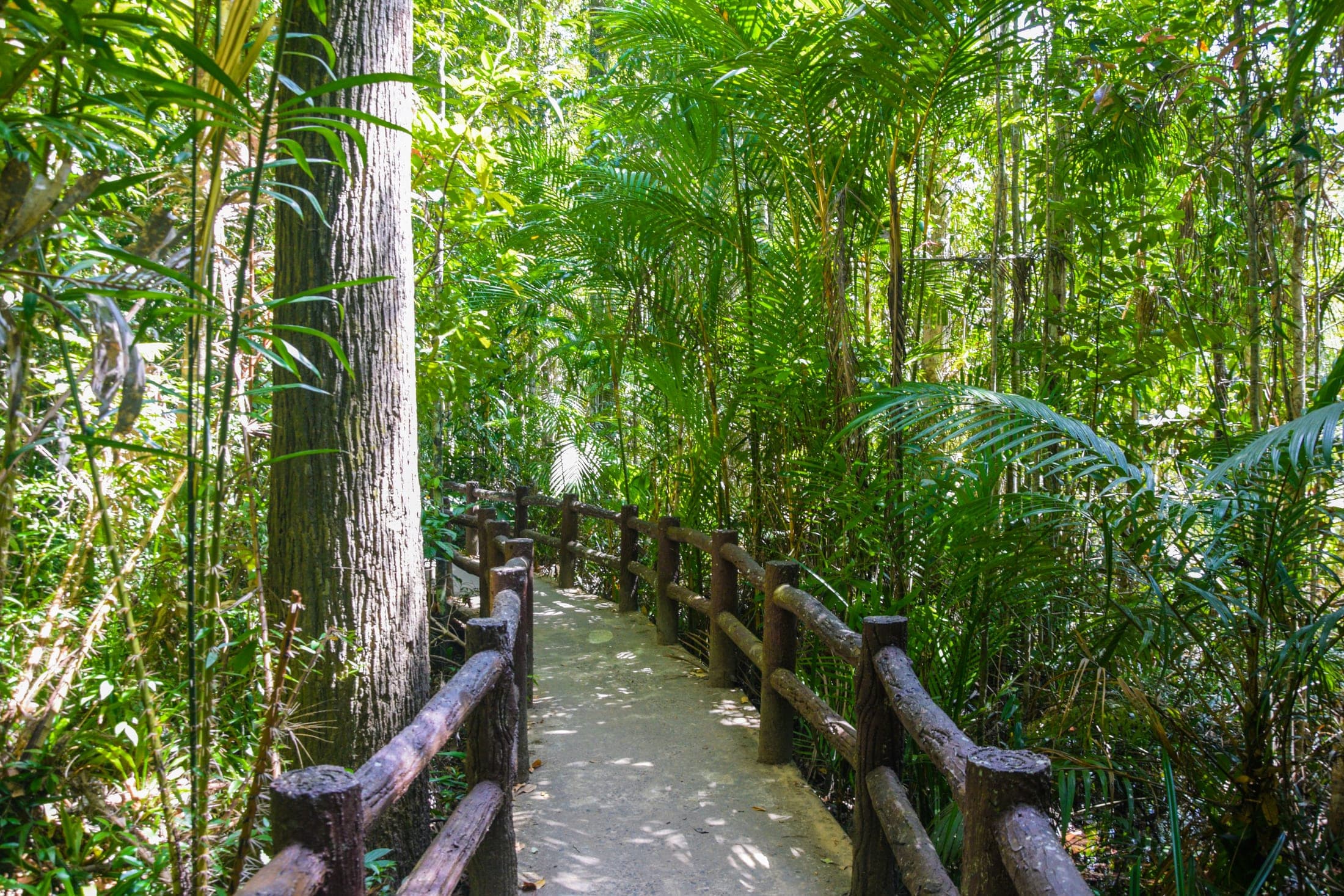 Тропа в зелёных джунглях северного Таиланда — Bamboo Zen